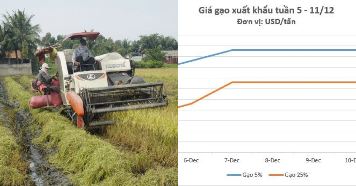 Giá lúa gạo hôm nay 11 12 và tổng kết tuần qua Giá gạo xuất khẩu tăng