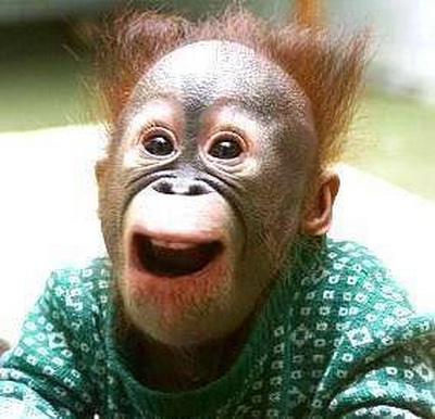 Hãy đến với bức ảnh về khỉ đột tinh nghịch, bạn sẽ được trải nghiệm cảm giác vui nhộn và hồn nhiên như chính những chú khỉ nào.