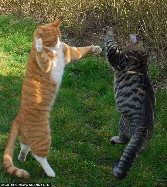 Những chú mèo này đang có một trận đánh rất dễ thương và hài hước. Xem ảnh để cười nhiều hơn và đừng quên chia sẻ cho bạn bè nữa nhé!