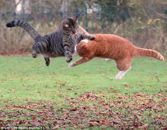 Bạn có tò mò xem mèo đánh nhau như thế nào không? Hãy bấm vào đây để được chiêm ngưỡng những trận đánh căng thẳng nhưng không kém phần hài hước của những chú mèo dễ thương này.