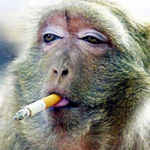 Khỉ hút thuốc: Hãy xem bức ảnh khỉ hút thuốc đầy thú vị này. Đây là một khỉ thông minh và tinh nghịch, không hút thuốc để gây hại cho sức khỏe mà chỉ là một trò đùa với các nhà khoa học thôi.