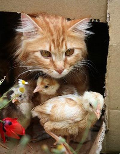 Những tình bạn khó tin trong thế giới động vật - Hình 3