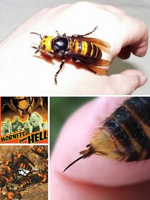 Những con côn trùng khổng lồ trên thế giới - Hình 5