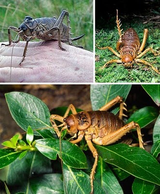 Những con côn trùng khổng lồ trên thế giới - Hình 7