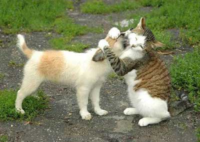 Yêu nhau như chó với mèo: Hãy tìm hiểu về mối quan hệ thân thiết của hai loài động vật này qua những hình ảnh đáng yêu và sâu lắng.