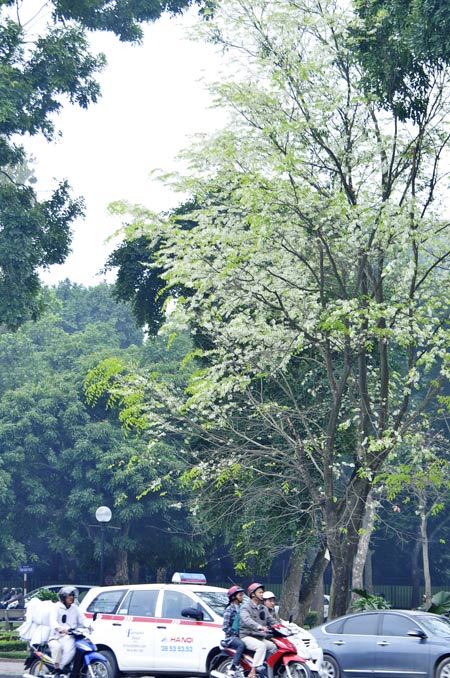 Hà Nội mơ màng trong mùa hoa sưa - Hình 10