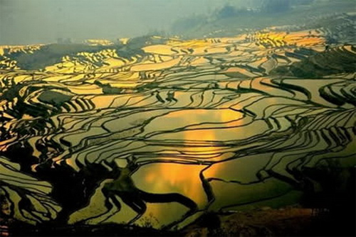 Mê mẩn với những cánh đồng đẹp tuyệt vời - Hình 4