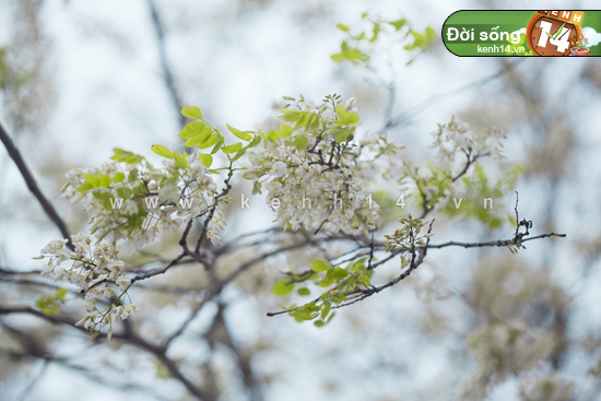 Hà Nội và hai mùa hoa tuyệt đẹp xuất hiện cùng lúc - Hình 15