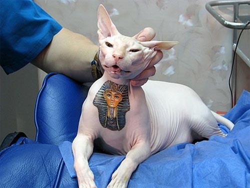Mốt xăm mình cho động vật - Hình 4