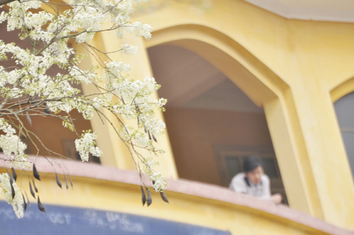 Hà Nội mơ màng trong mùa hoa sưa - Hình 4