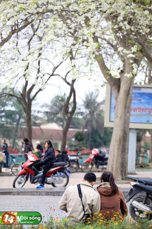 Hà Nội và hai mùa hoa tuyệt đẹp xuất hiện cùng lúc - Hình 18