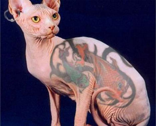 Mèo Ai Cập Sphynx không lông giá bao nhiêu Mua mèo nhân sư ở đâu
