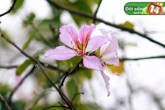 Hà Nội và hai mùa hoa tuyệt đẹp xuất hiện cùng lúc - Hình 1