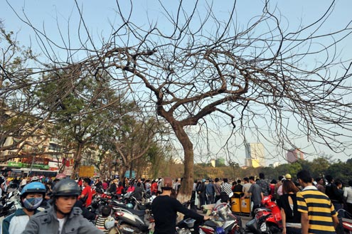 Hà Nội mùa cây trút lá - Hình 12