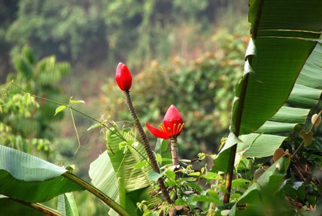 Dân dã hương vị chuối rừng - Hình 1