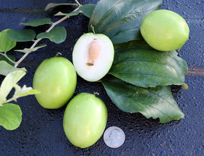 Cây táo ta làm thuốc - Hình 1