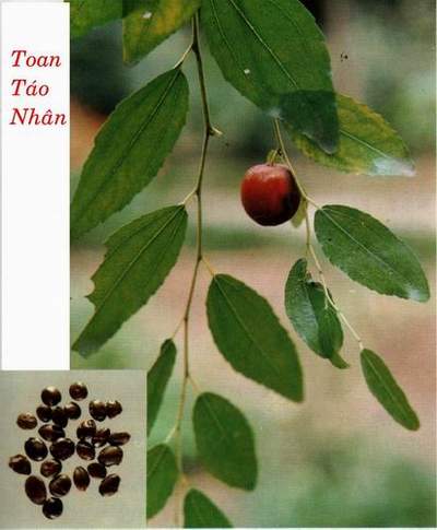 Cây táo ta làm thuốc - Hình 2