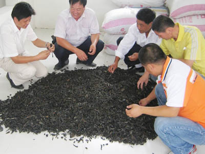 Săn đỉa vì giá khủng hơn triệu đồng/kg - Hình 1