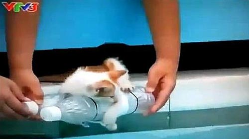 VTV lên tiếng về đoạn phim dìm mèo xuống nước - Hình 1