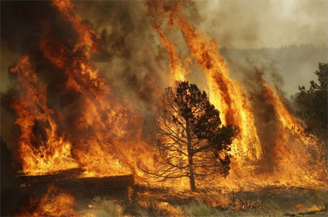 Cháy rừng hoành hành ở Arizona, Mỹ - Hình 1