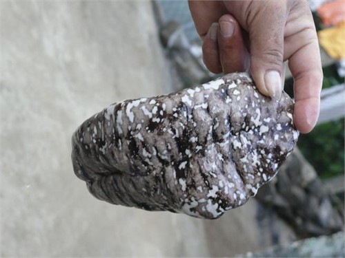 Nghề sờ vú nàng giữa đại dương - Hình 1