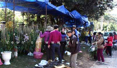 Một triệu đồng/1 cành địa lan chơi Tết - Hình 1