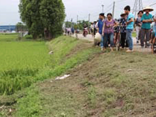 Hỗn chiến dưới ruộng, Hai lúa chết thảm - Hình 1