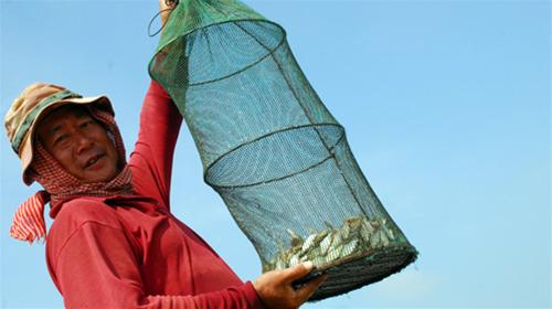 Cá linh mùa nước nổi - Hình 1