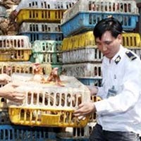 100% gà nhập lậu tồn dư kháng sinh - Hình 1