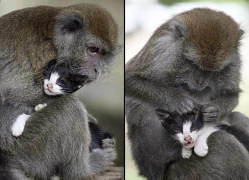 Hình ảnh khỉ tuyết ôm nhau sẽ làm bạn cảm thấy ấm áp và thích thú. Chúng đáng yêu và thật đỗi ngọt ngào.