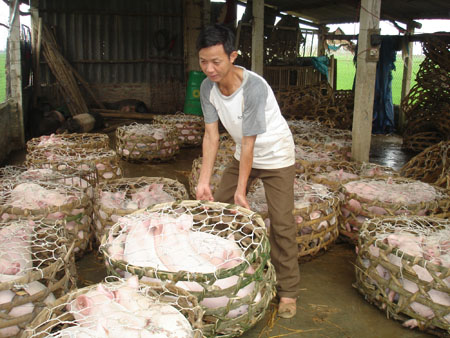Chất cấm vẫn dùng phổ biến trong chăn nuôi, trồng trọt - Hình 1