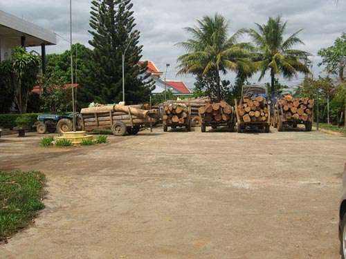 Con trai cán bộ kiểm lâm phá rừng? - Hình 1