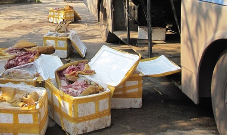 Xe khách chở gần 500 kg thịt thối - Hình 1
