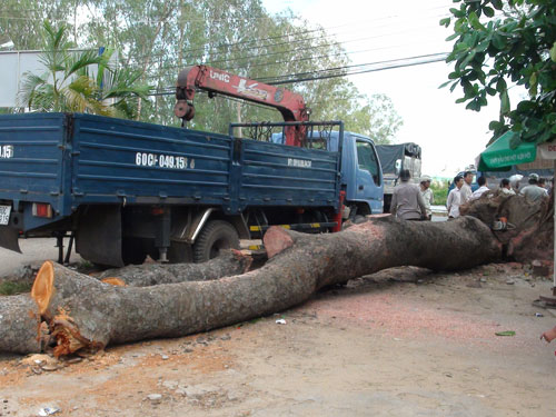 Cưa trộm cây ngã do bão - Hình 1