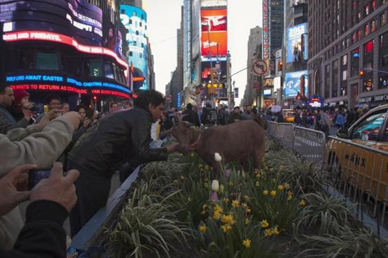 Chàng trai dắt dê đi dạo khắp New York - Hình 14