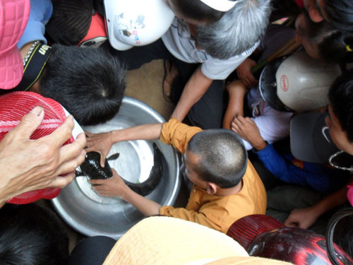 Đổ xô xem cá lóc nổi chữ trên đầu - Hình 1