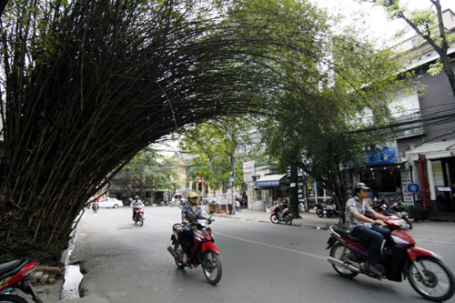 Bụi tre già hơn nửa thế kỷ bật tung gốc - Hình 1