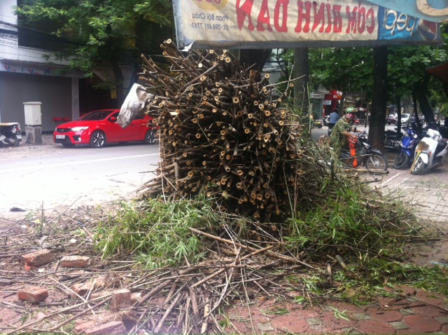Bụi tre già hơn nửa thế kỷ bật tung gốc - Hình 4