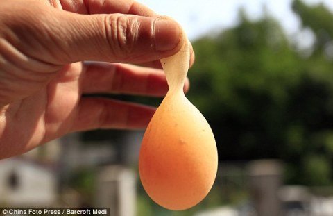 Chuyện lạ: Trứng gà có... đuôi - Hình 2
