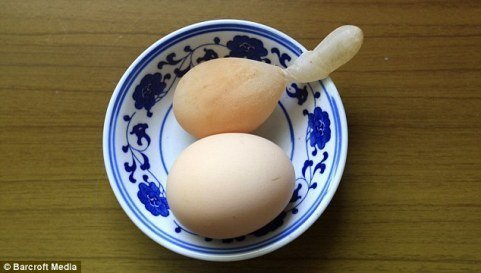 Chuyện lạ: Trứng gà có... đuôi - Hình 1