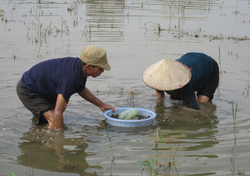 Chồng động kinh dắt vợ mù đi mò ốc - Hình 1