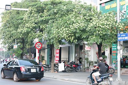 Dị ứng, viêm xoang vì mùi hoa sữa - Hình 1