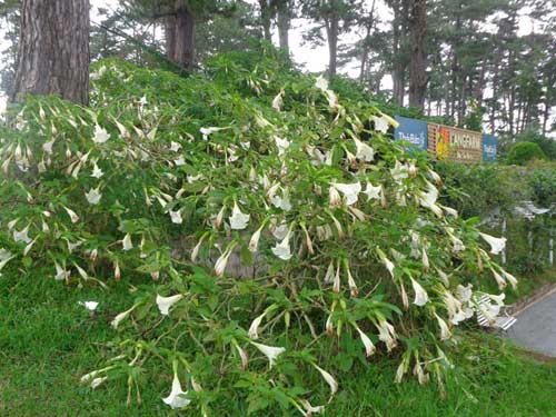 Thưởng thức hơi thở của quỷ, 4 người nhập viện - Hình 2