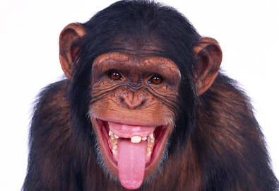 Giống khỉ: Bạn có bao giờ tự hỏi giống khỉ nào giống bạn nhất? Hãy xem hình ảnh về các giống khỉ và bạn sẽ khám phá ra các nét đặc trưng và tính cách tương tự của chúng. Điều đó có thể khiến bạn cảm thấy gần gũi và kết nối hơn với thế giới động vật.