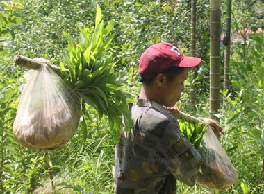 Cha con người rừng lên phim - Hình 1
