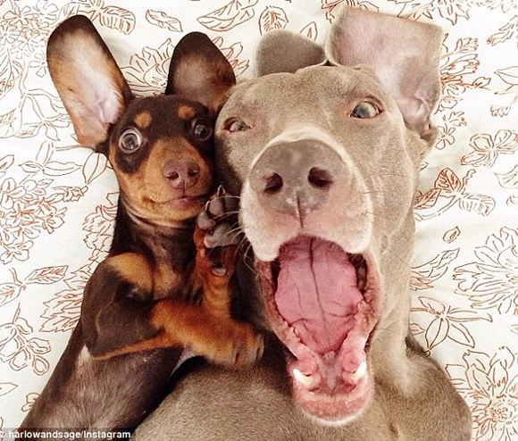 Chỉ cần một cái nhìn vào đôi chó tự sướng này, sẽ làm cho bạn cười không ngớt trong triển vọng của hạnh phúc tuyệt vời.