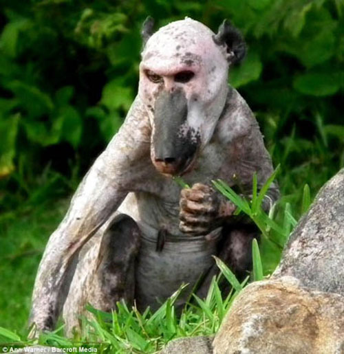 Khỉ đầu chó là loài quái vật huyền thoại đầy bí ẩn trong văn hóa dân gian. Hãy xem hình ảnh về khỉ đầu chó để cùng tìm hiểu về huyền thoại này và chiêm ngưỡng sự độc đáo của chúng.