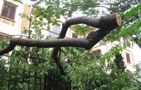 Cây sưa cổ thụ bị đốn hạ trong đêm mưa bão - Hình 1