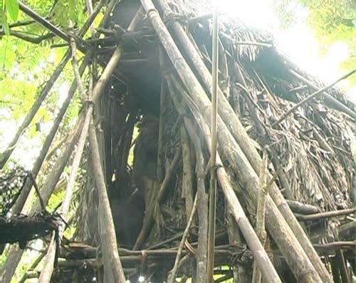 Chuyện người rừng mặc khố, sống trên cây - Hình 2
