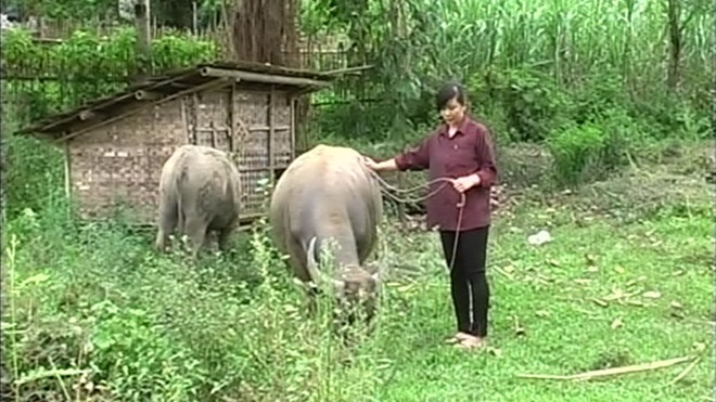 Cô gái dắt trâu nay vào trường Y - Hình 1